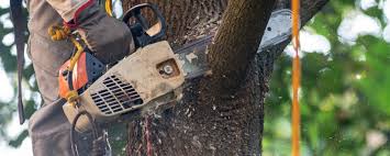 Professional  Tree Services in Roseburg North, OR