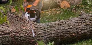 Why Choose Our Tree Removal Services in Roseburg North, OR?