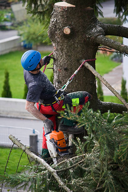 Best Grass Overseeding  in Roseburg Nth, OR